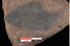 Foto (Detailsansicht) von Quercus palaeoilex Ettingshausen (NHMW-GEO-2024-0188-0942)